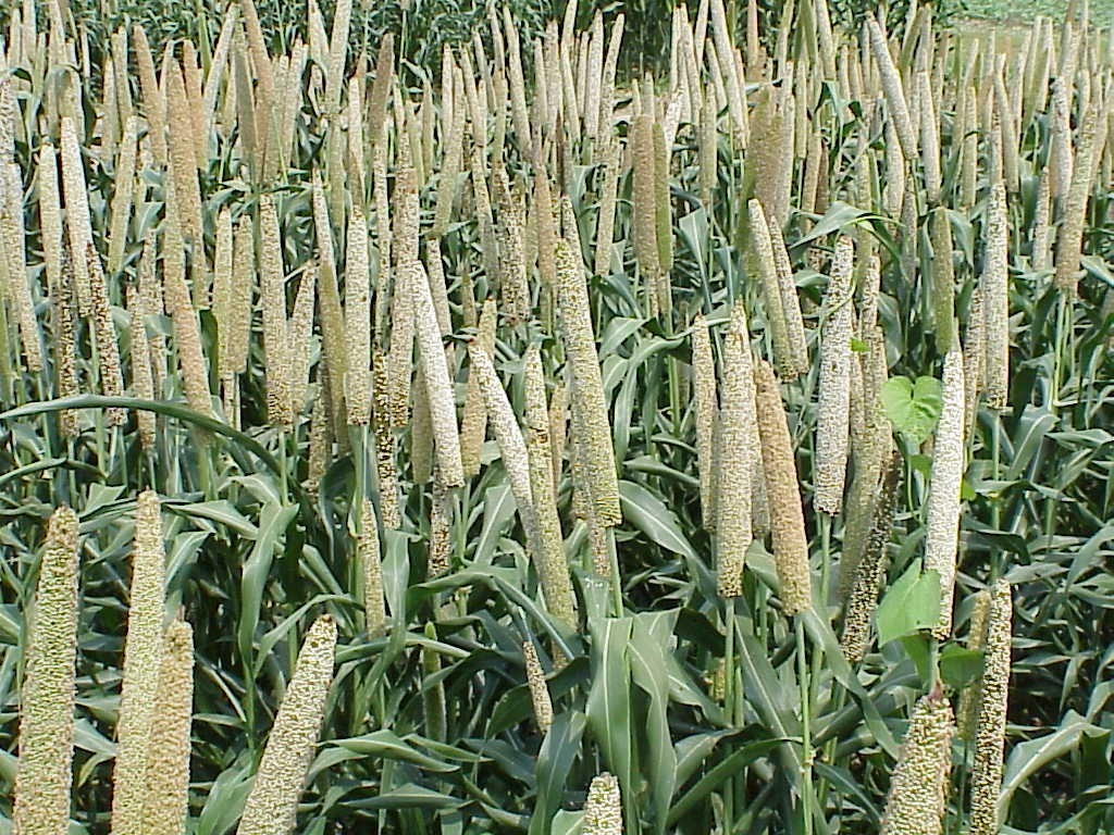 Millet Crops: क्यों खास हैं ‘मिलेट क्रॉप्स’, उनका उत्पादन व निर्यात बढ़ाने के लिए क्या कर रही सरकार?