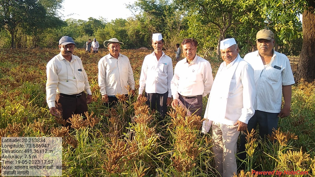 उन्हाळी नागली पिकाचा यशस्वी प्रयोग